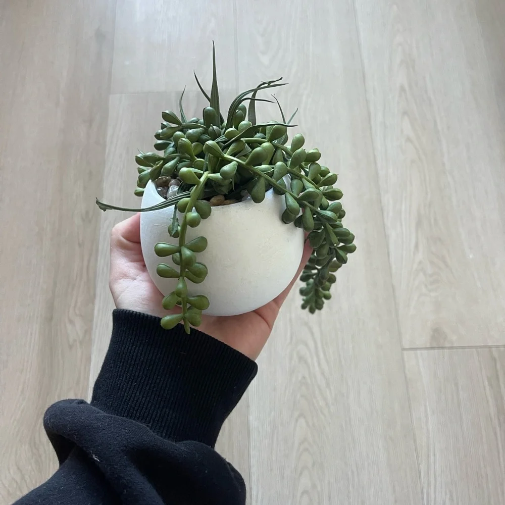 Faux Potted String of Pearls Succulent